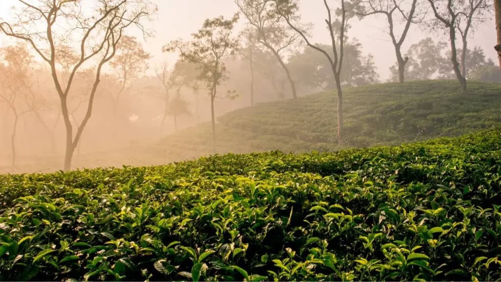 Srimangal Tea Garden